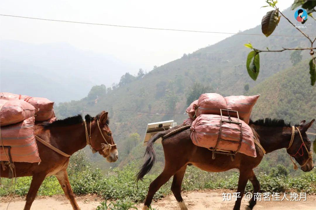 茶山图集 独一无二的冰糖韵,普洱茶界无可替代的山头标识—冰岛