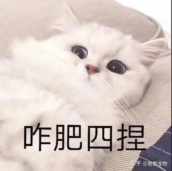 猫吃多肉会中毒吗 猫吃多肉植物会中毒吗 多肉植物对猫咪有毒吗