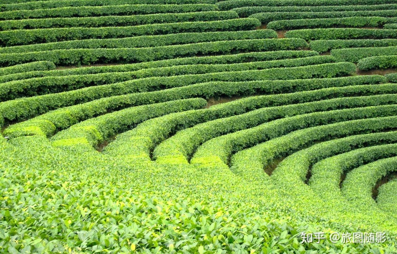 普洱茶产地地震其被联合国环境署称为世界的天堂