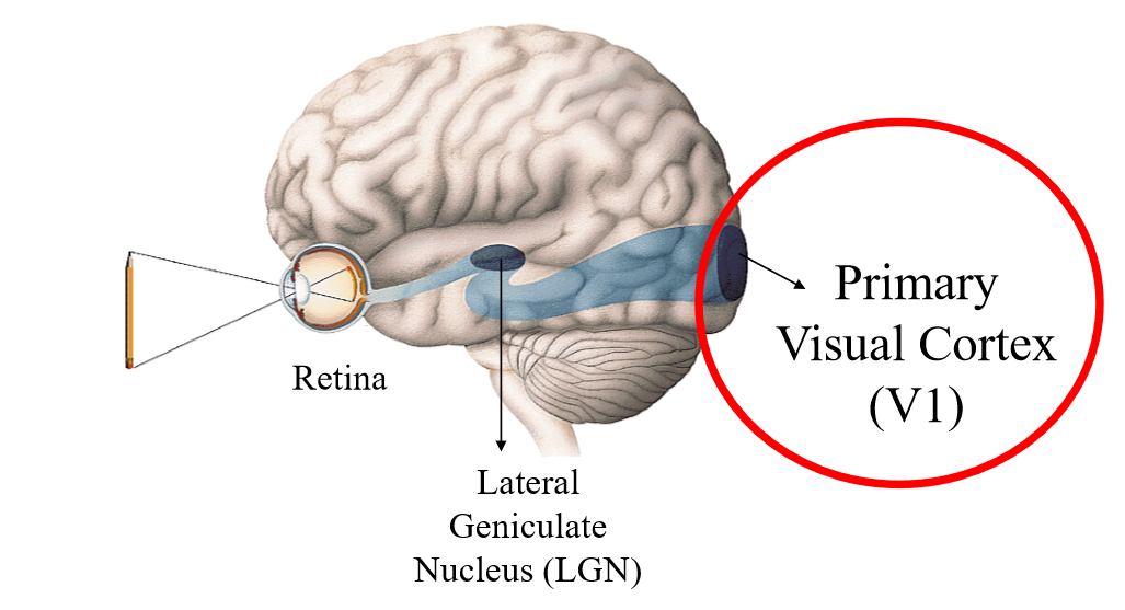 然后继续传递到你的大脑后部一个叫做初级视觉皮层的区域.
