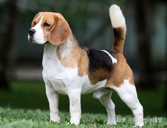 狗狗尾巴的形态你知道几种? - 知乎