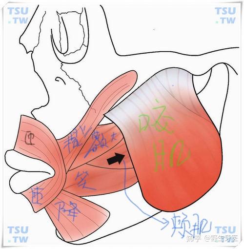 人类用嘴吮吸产生的最大压强是多少? 3 v2 674db2b7b403795862f478c64e776f7f 720w