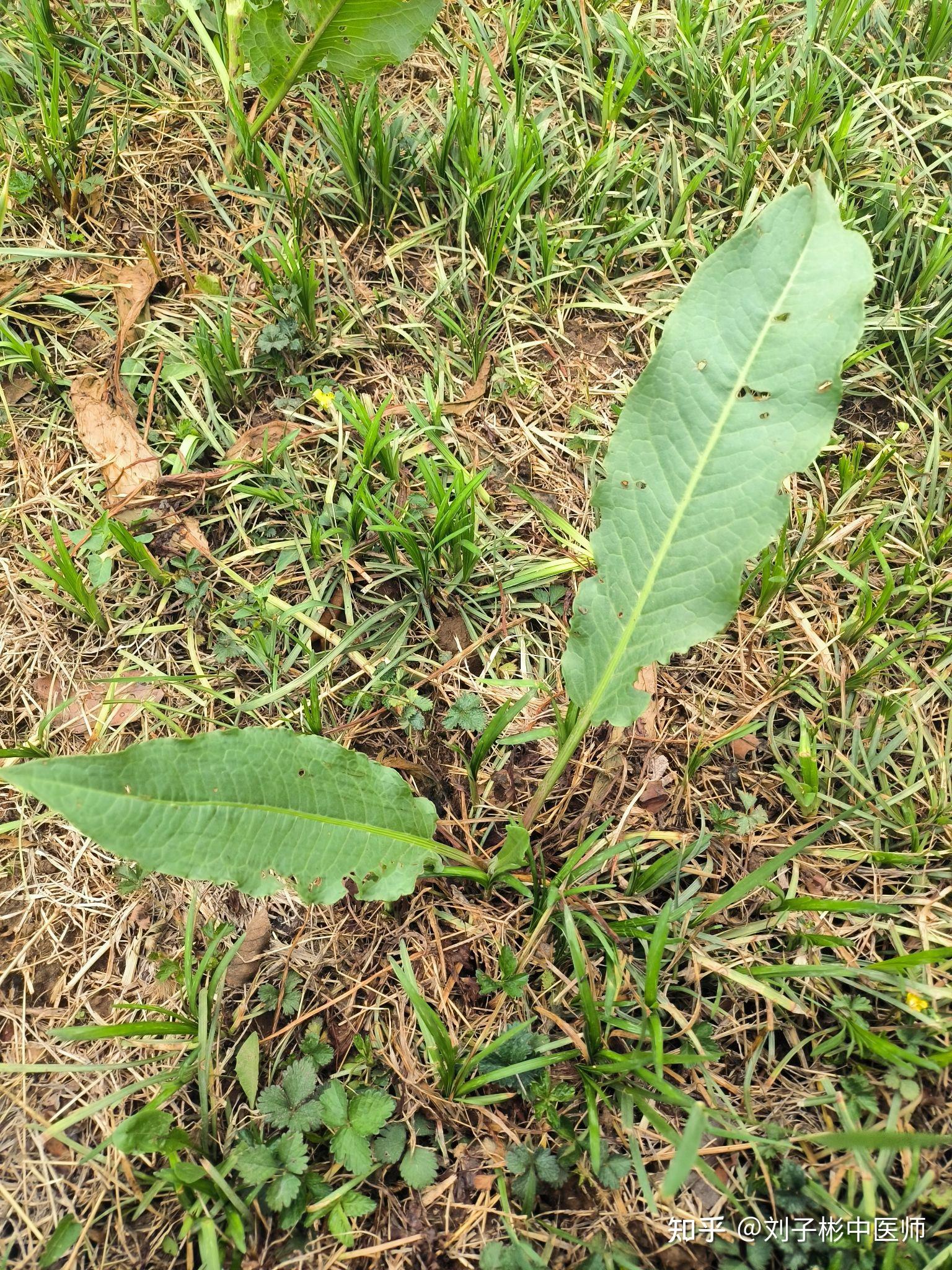 植物园里寻中药 羊蹄