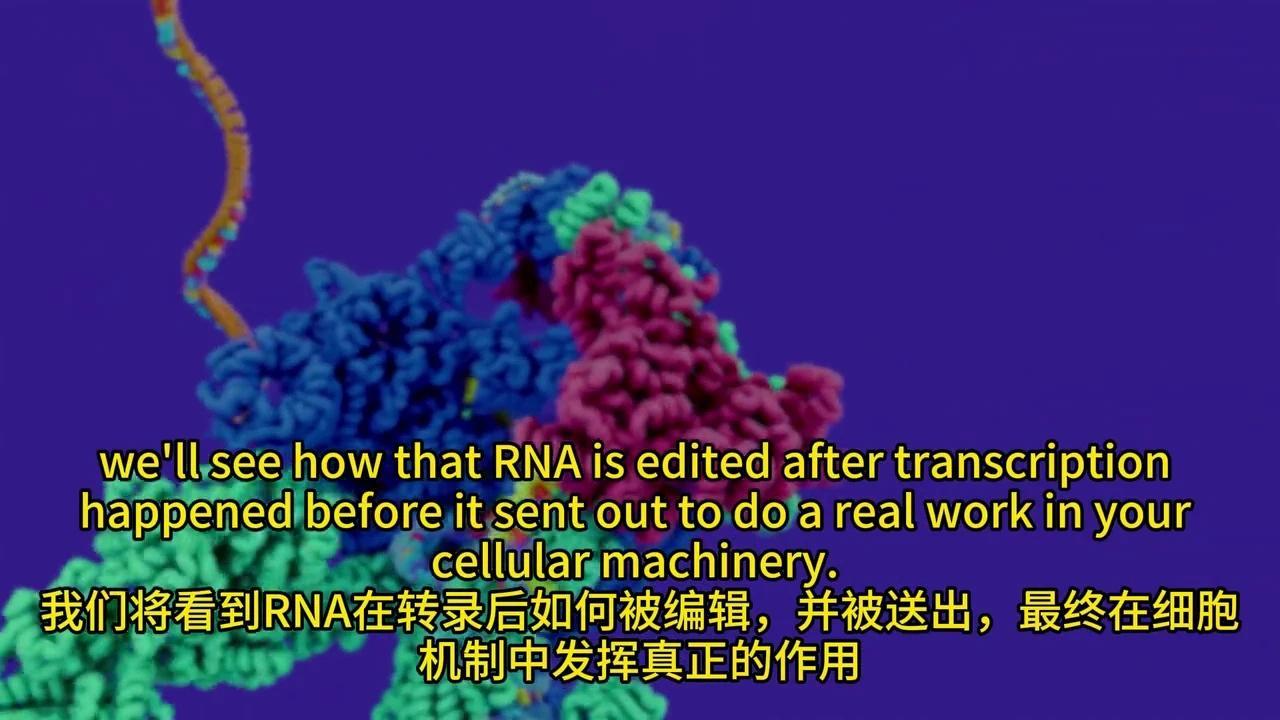 彻底解密DNA转录与mRNA剪接：动画揭秘生物学奥秘 - 知乎
