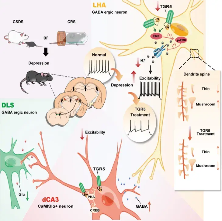 2【客户文章】neuron:抑郁新机制—中国药科大学洪浩教授团队研究发现