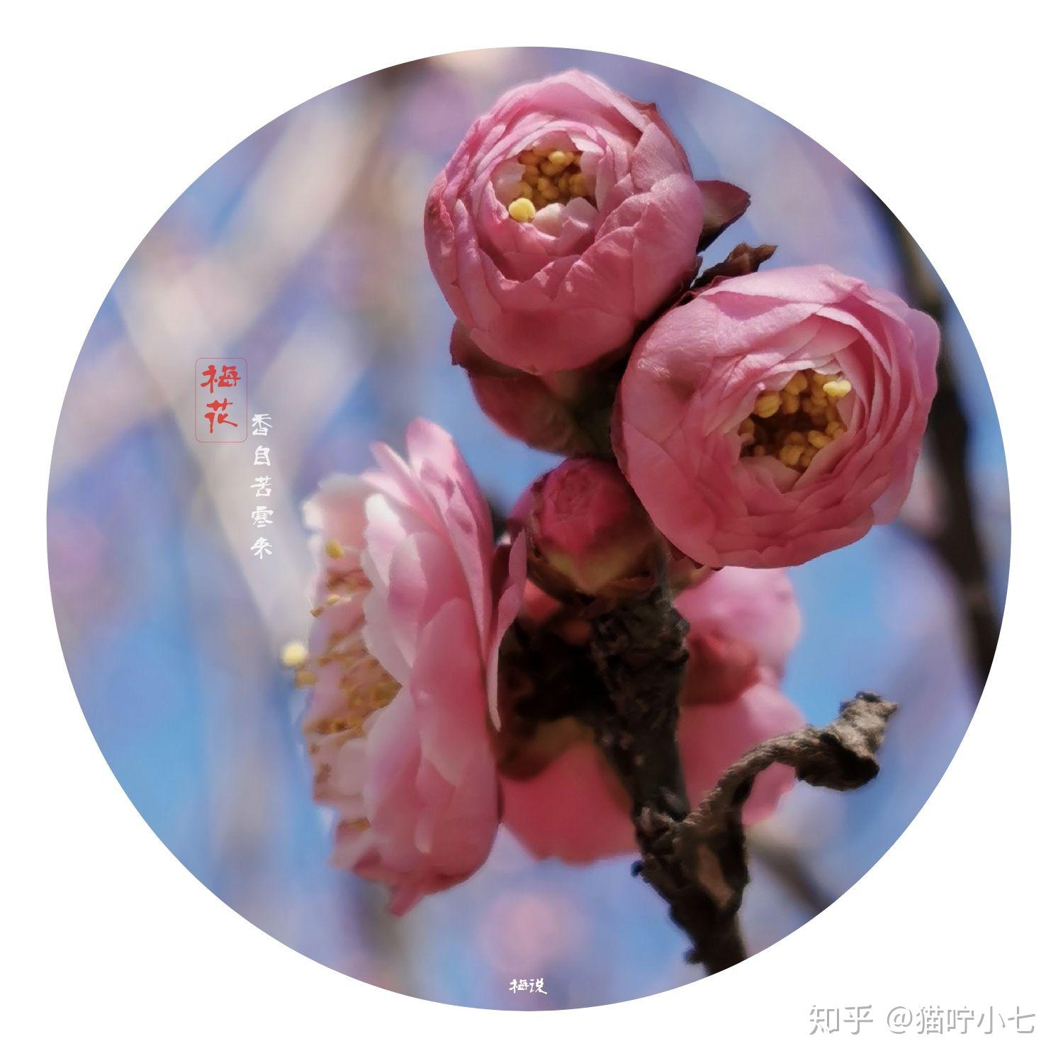 聊赠一枝春摄影图文