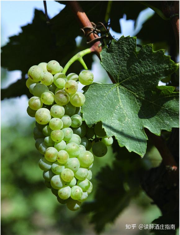 葡萄酒知识卡片42|诗情画意——贵人香 - 知乎