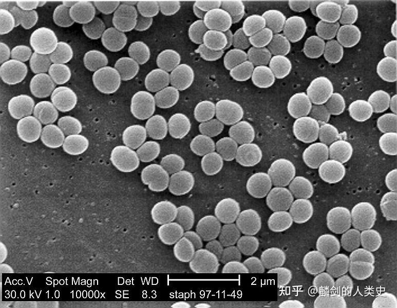 地球生物全系列从单细胞到人类细菌界厚壁菌门上