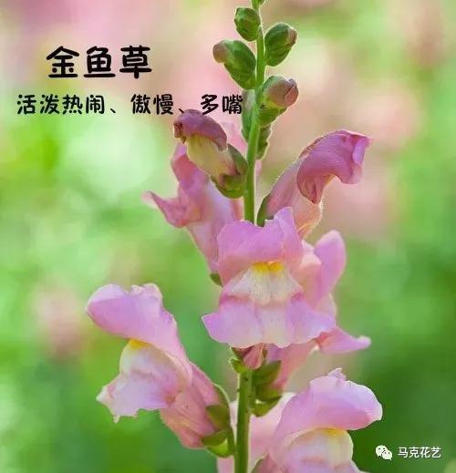 换季换支花 秋季花草图鉴 看这里就够了 知乎