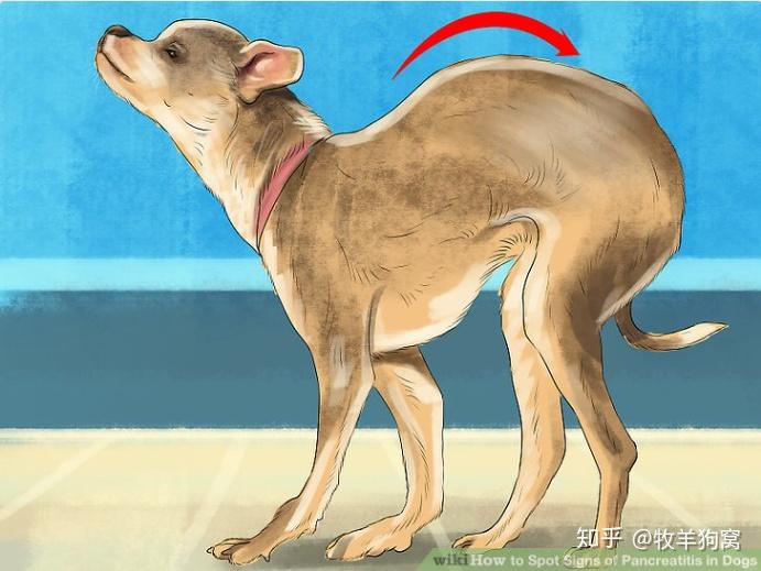 精神沉郁;拒绝运动;弯腰弓背呈"祈祷样":以双前肢肘部和胸骨支于地面