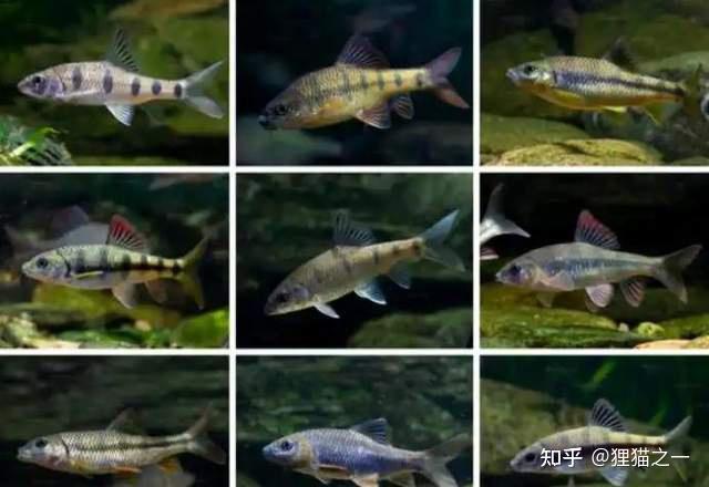 浙江男子钓获半斤重溪石斑,小孩手臂一般粗!网友:鱼籽千万别吃 - 知乎