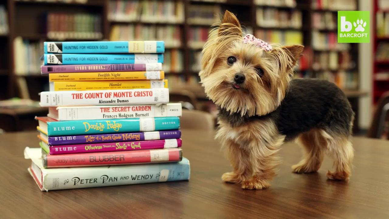 吉尼斯世界纪录上世界最小的工作犬 知乎 吉尼斯世界纪录上世界最小的工作犬 知乎