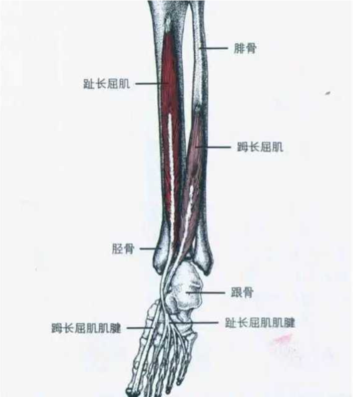踇长屈肌解剖位置图图片