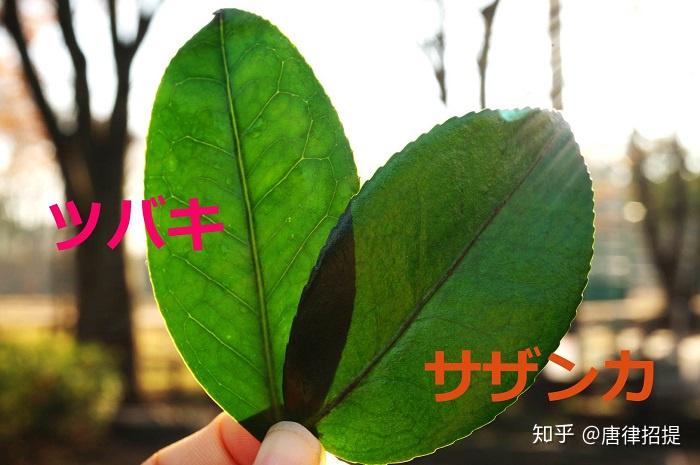 椿花,(山茶花)--日本庭園中必不可少的花 - 知乎