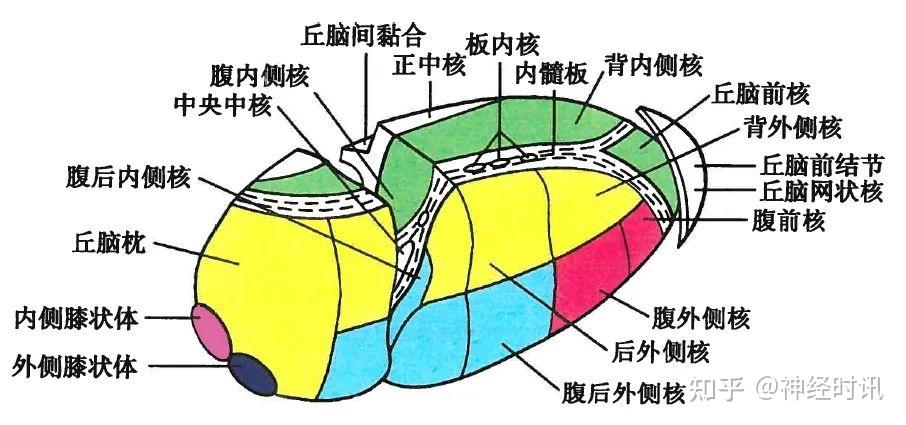 背侧丘脑分部图片