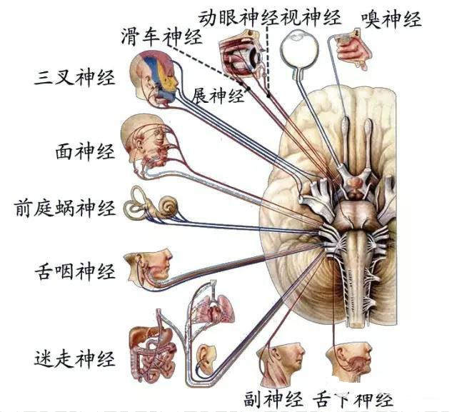 脑神经知识汇总
