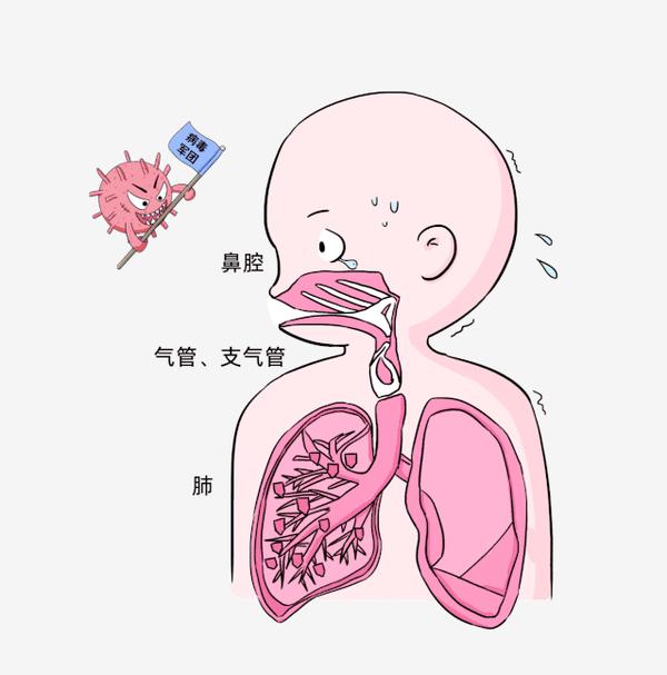 呼吸系统动漫图图片