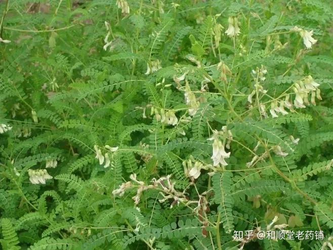 成分分析| 黄芪