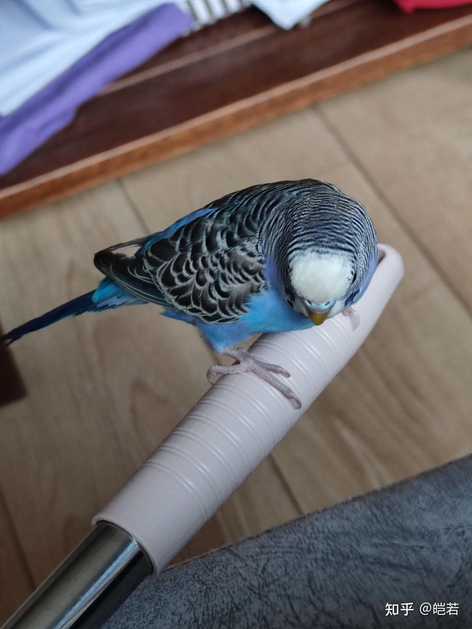 虎皮鹦鹉可爱可耐