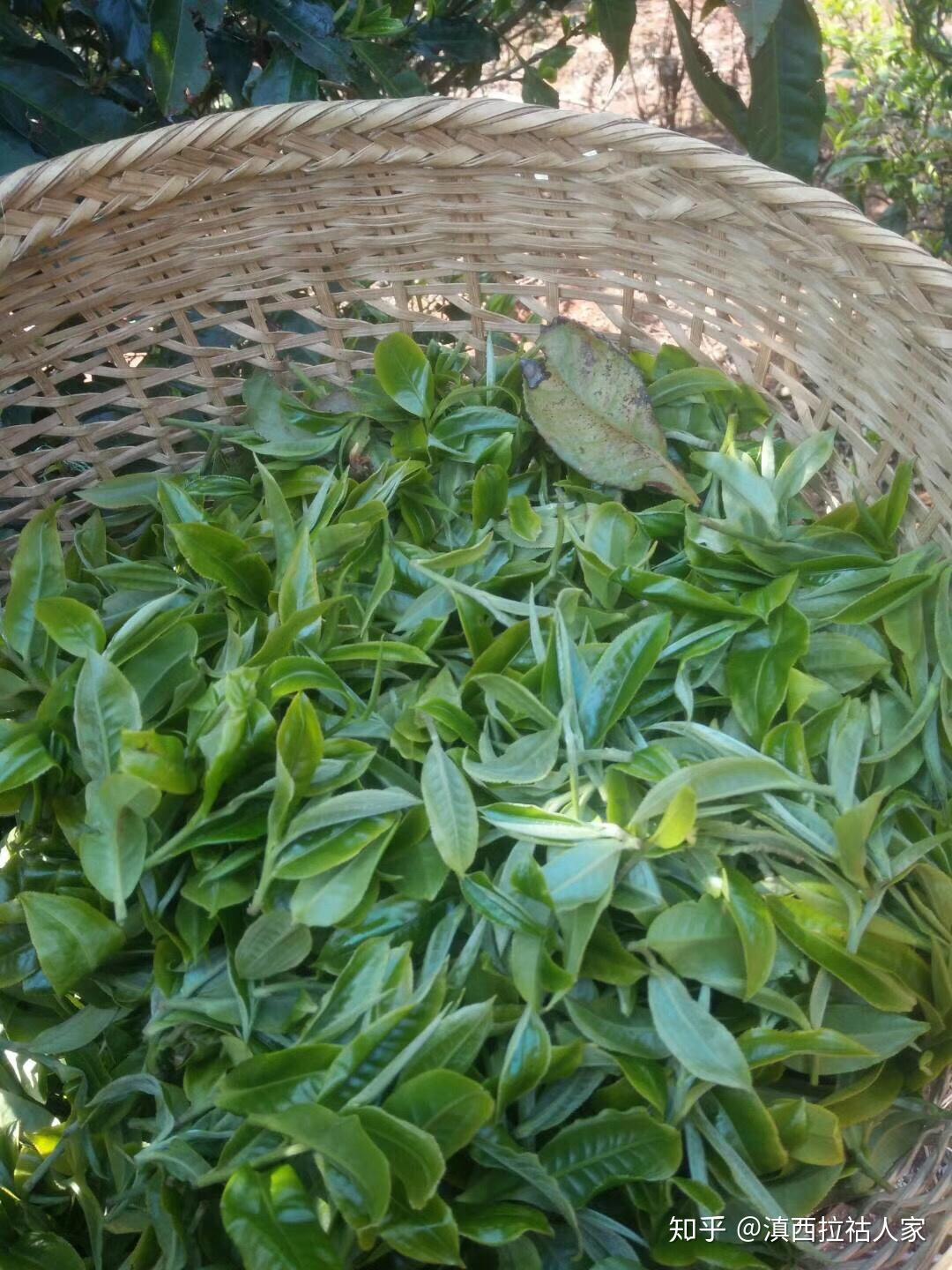 从鲜叶采摘开始为您讲普洱茶一