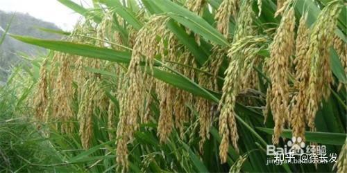 科普百篇系列(160) 杂交水稻是不是转基因水稻, 杂交水稻的种子是如何制备的 - 知乎