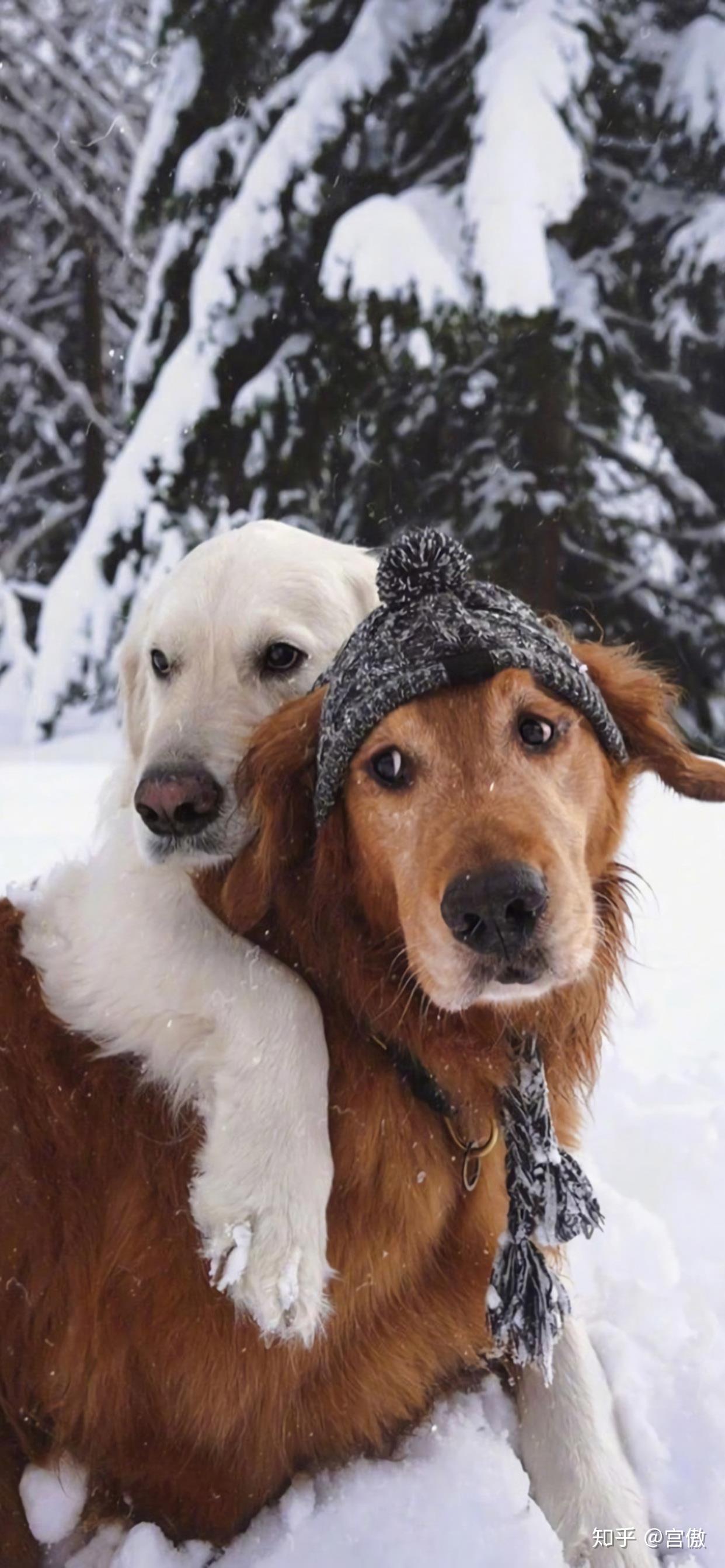 有没有两只狗狗一起的背影图?