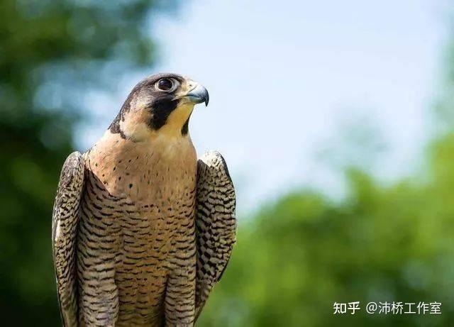 天生的猛禽,空中之王——游隼 - 知乎