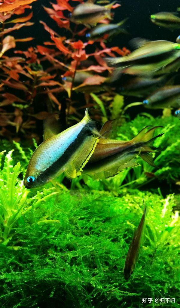 常见观赏水族之帝王灯鱼