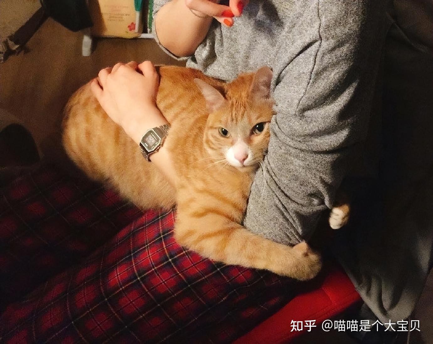 当你抱起猫咪时,在它心里,它是这么想的 - 知乎