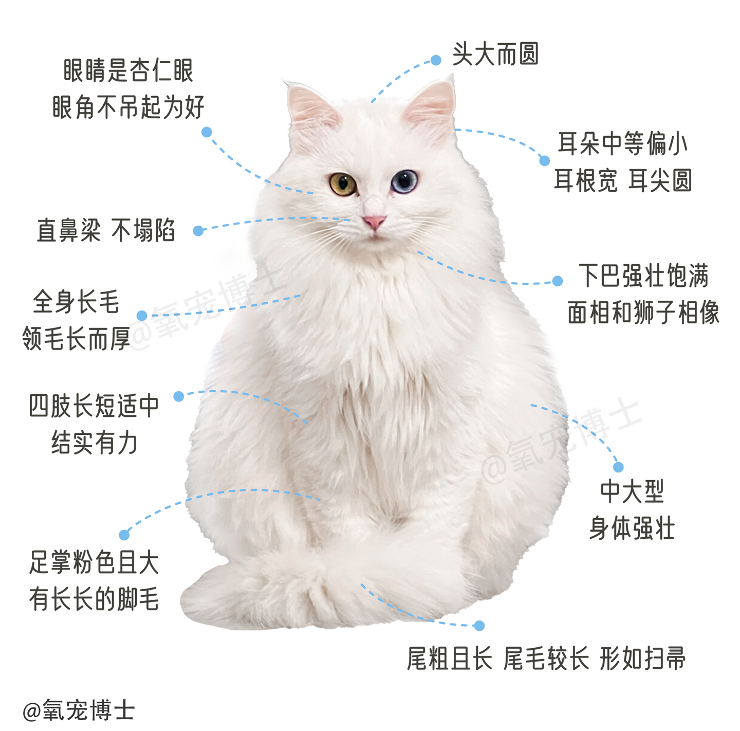临清狮子猫:国产白猫永远的神! - 知乎
