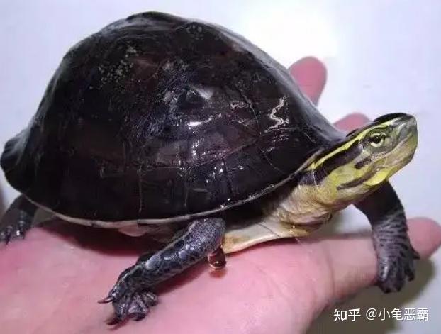 不同的龟种,冬眠温度要求也有不同 - 知乎