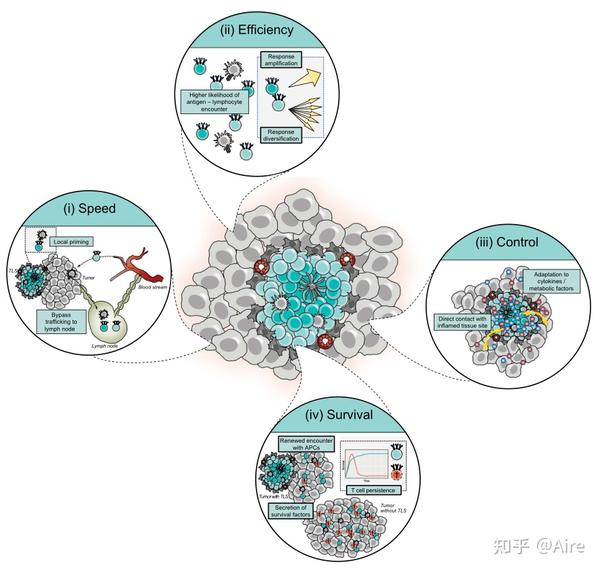 肿瘤中的三级淋巴组织（二) - 知乎