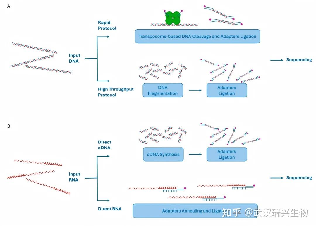 三代测序哪家强?PacBio vs Nanopore 深度解析 - 知乎