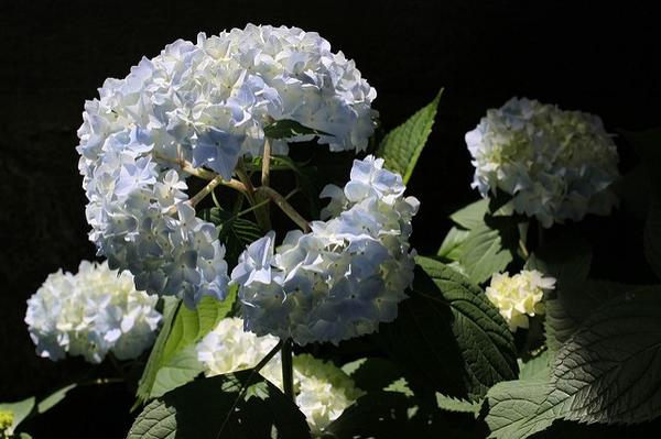 绣球花种植养护方法 植物图鉴 知乎