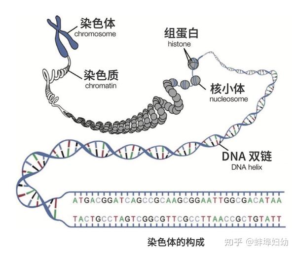 什么是遗传病? - 知乎