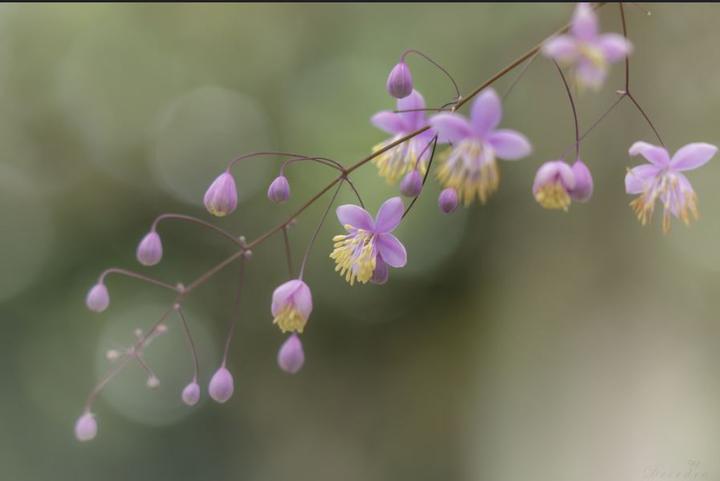 浮动的云霞 唐松草 花园植物 知乎