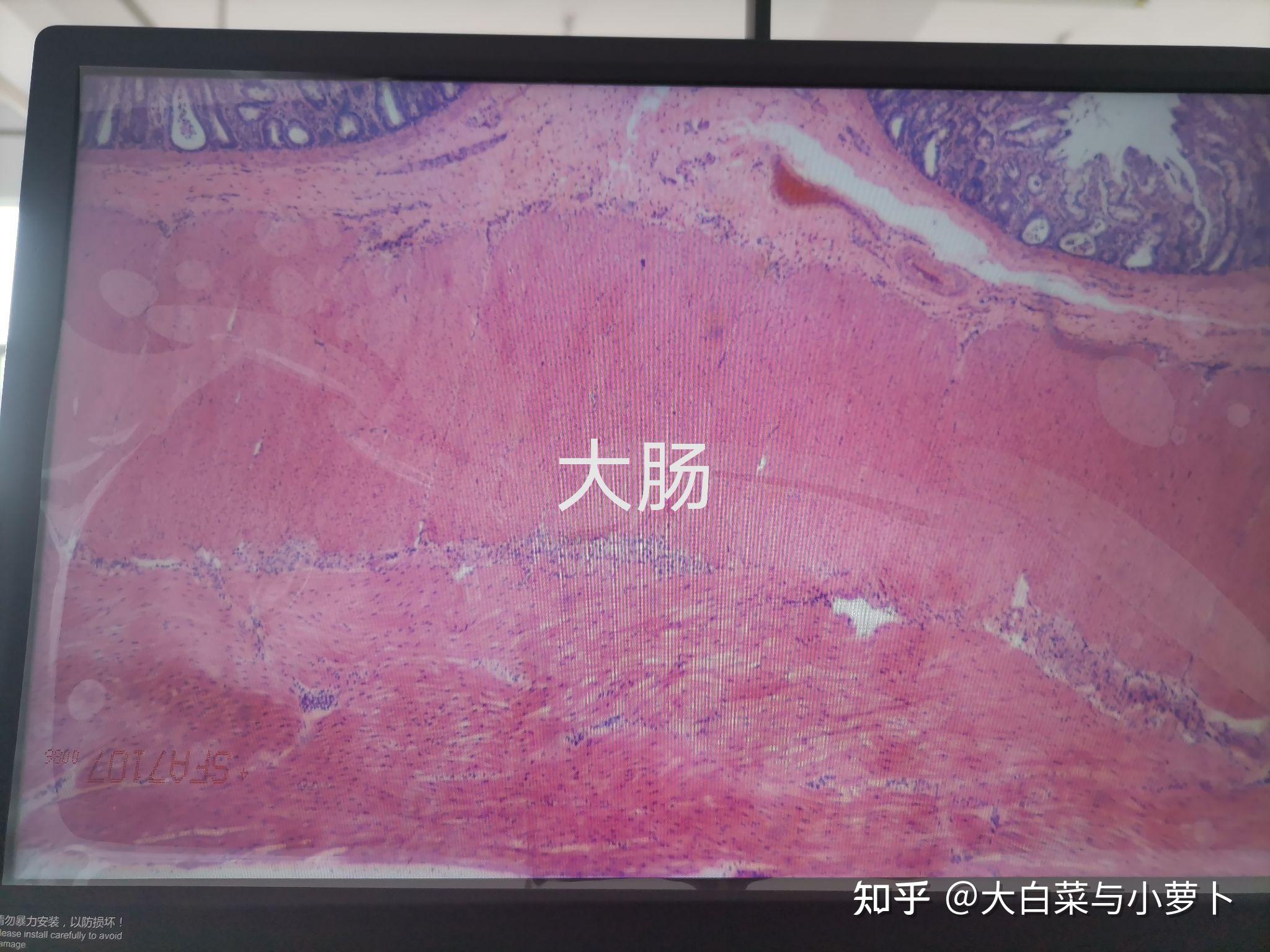 组胚实验玻片 - 知乎