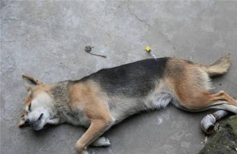 养宠人该如何应对异烟肼毒狗?