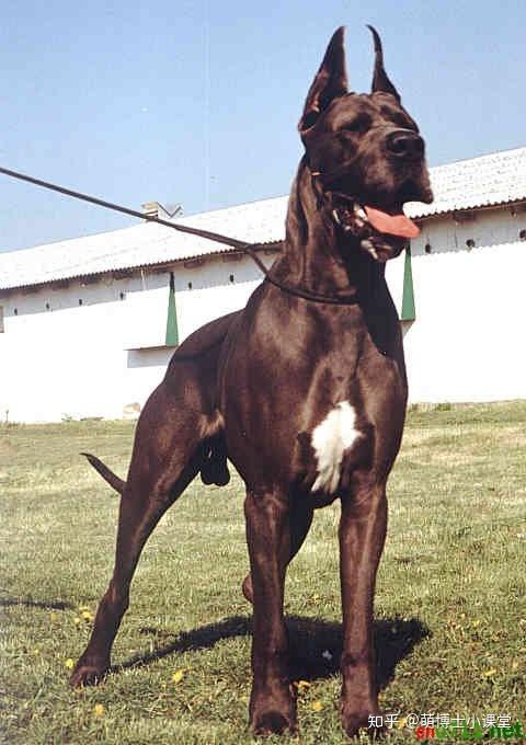 狗狗尾巴的形态你知道几种?