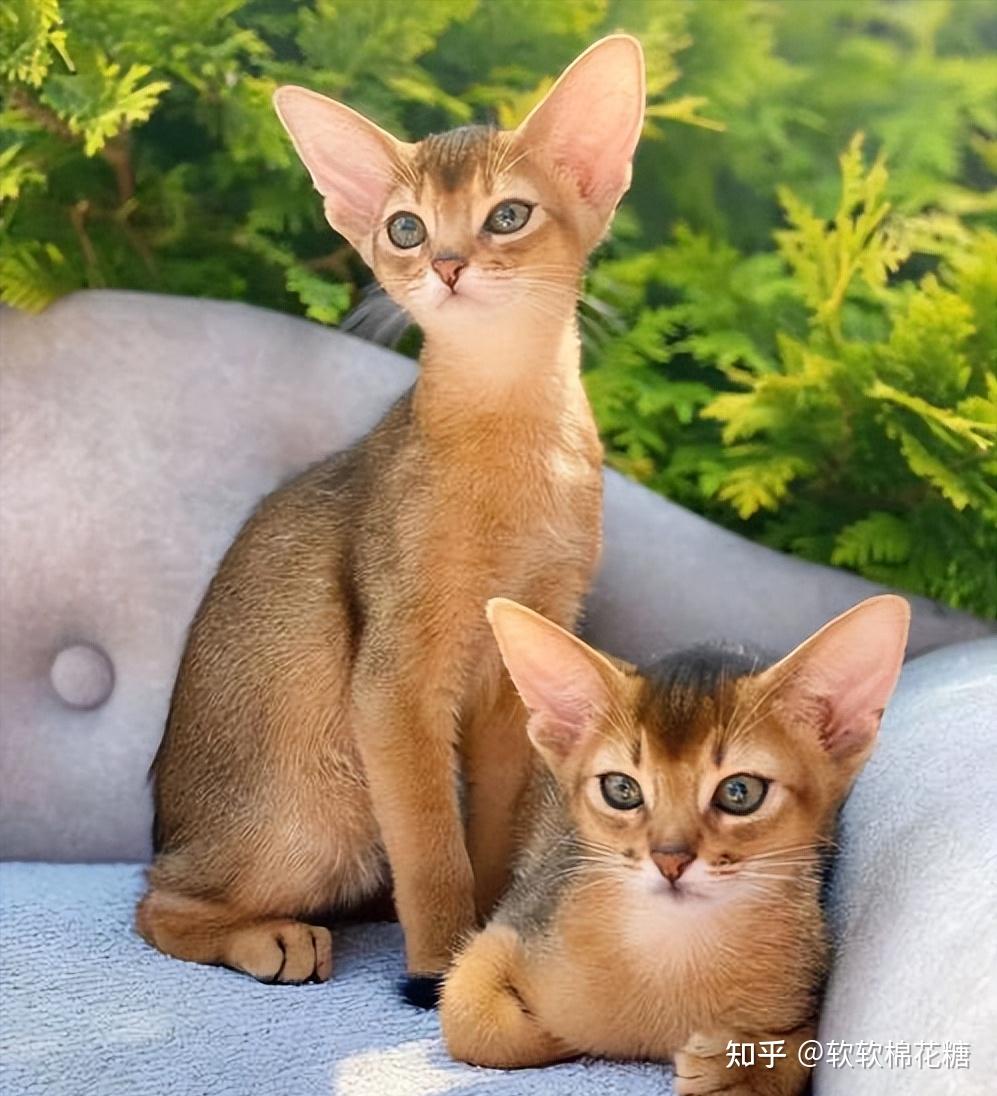 公认十大名贵猫咪品种,波斯猫最后,第一是它!