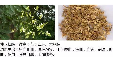 2,化瘀止血藥三七別名:山漆,金不換,參三七,田三七,田七茜草別名:茹蘆