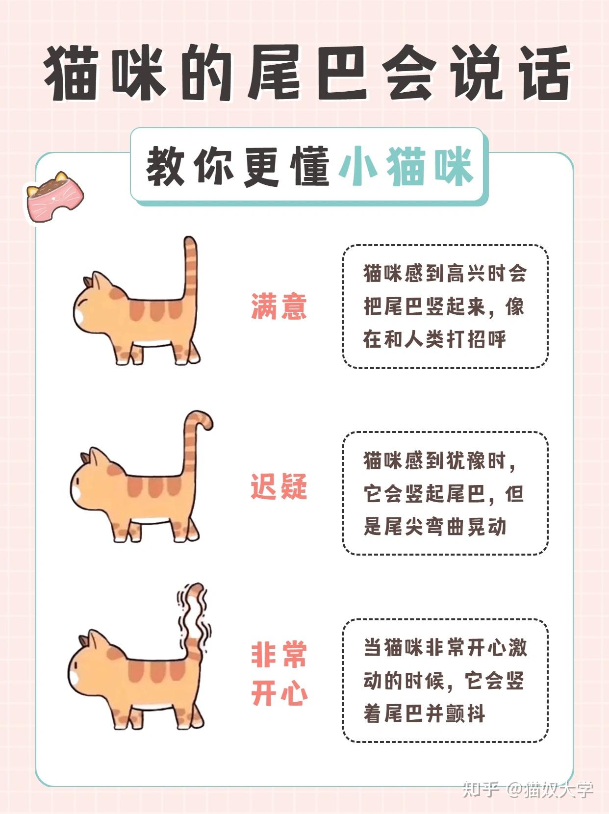 猫尾巴的语言你懂吗？ - 知乎