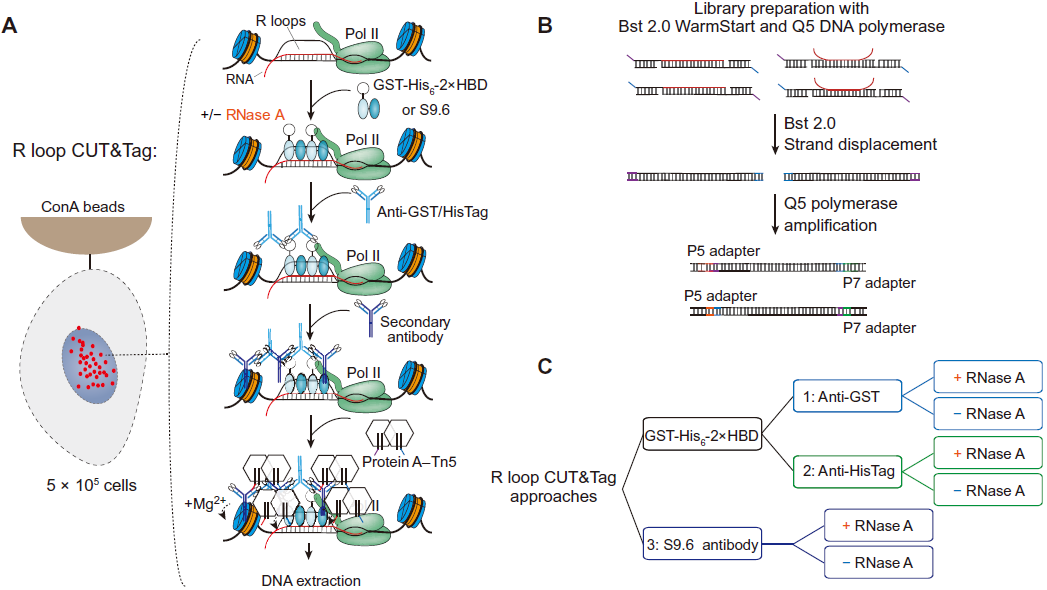 特殊DNARNA互作Rloop丰富基因转录的表观调控机制 知乎