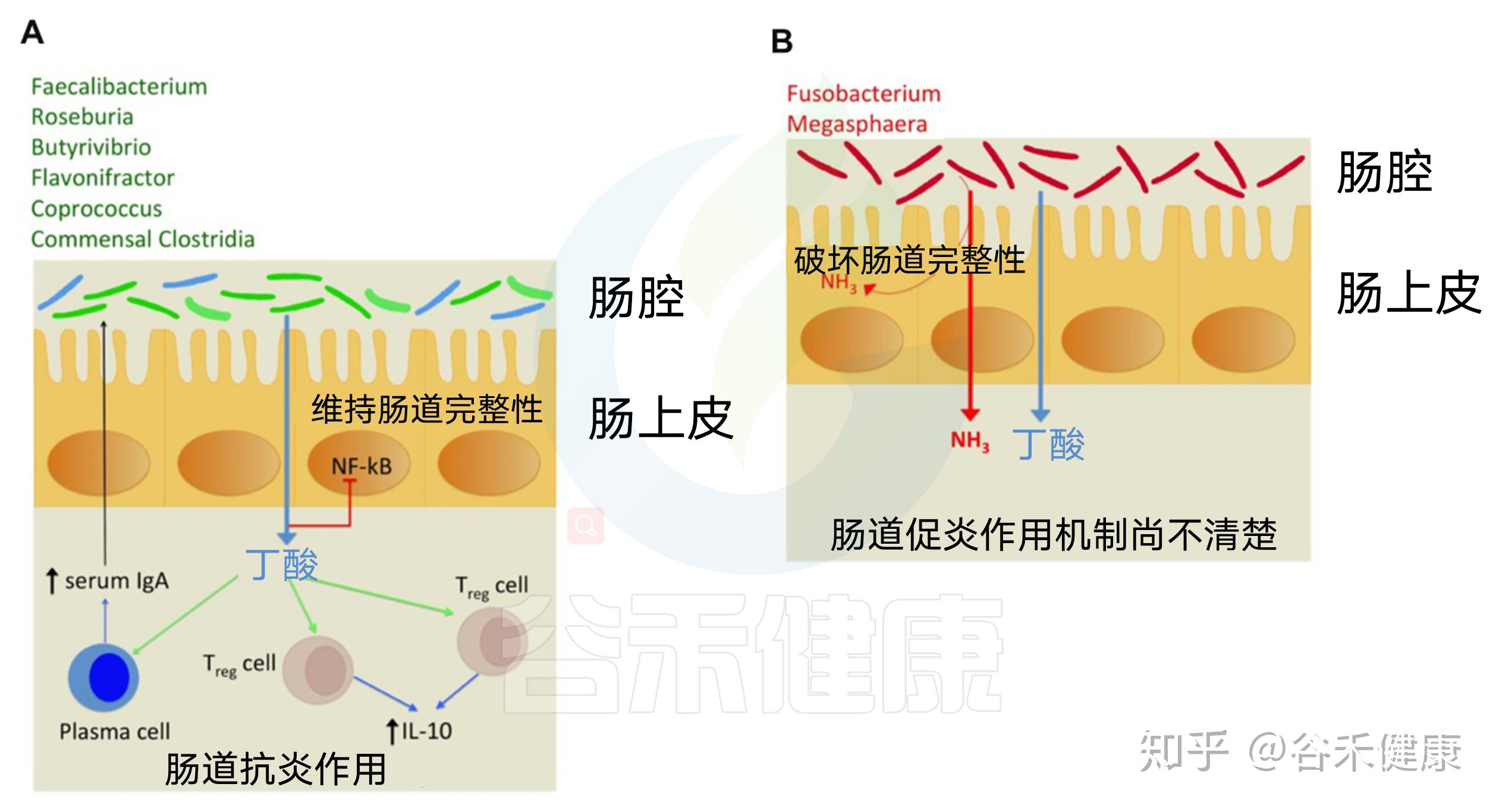 肠道中丁酸对肠道健康具有积极影响丁酸是结肠上皮细胞的首选能源,在