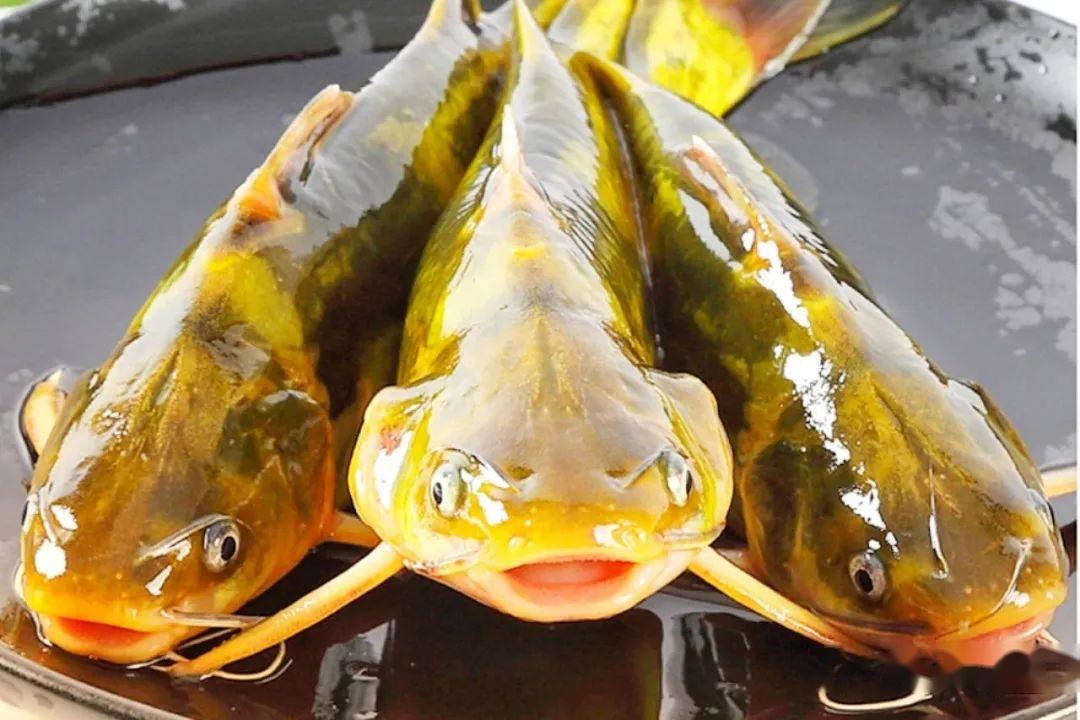 起初他以为是一条小鲶鱼,当那条鱼露出水面才知道是一条大黄辣丁,而且