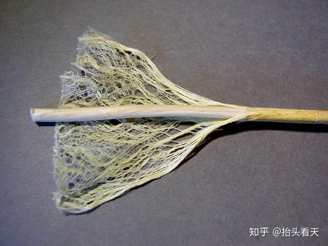 关于工业大麻,你需要知道这些 - 知乎