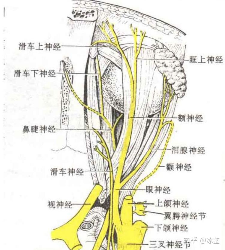 注:耳颞神经,舌神经解剖图.