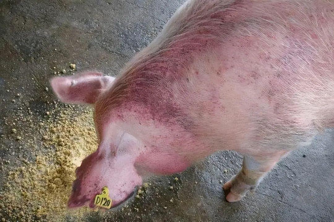 非洲猪瘟皮肤症状图片