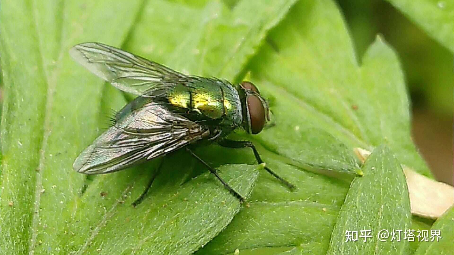 绿色苍蝇 - 知乎