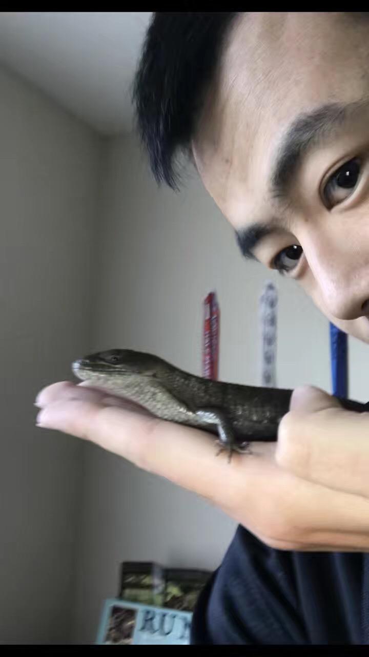 有人养蜥蜴么?介绍一下经验和感想